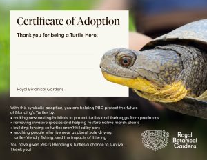 TurtleHeroCertificate
