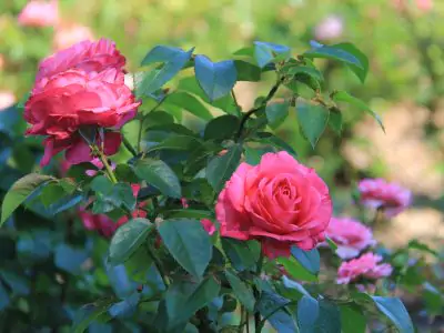Fiji rose Shrub Rose 'Fiji' in bloom