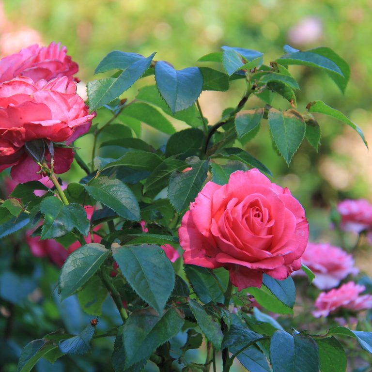 Shrub Rose 'Fiji' in bloom