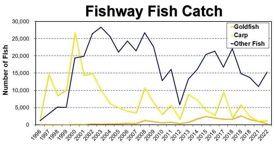 Graph displaying fish catch in the RBG Fishway until 2022