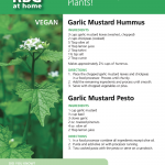Garlic Mustard Hummus Recipe Garlic Mustard Hummus Recipe