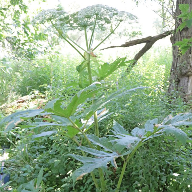 Giant Hogweed plant in the nature sanctuaries