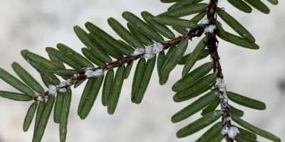 Hemlock Woolly Adelgid (HWA) - invasive species hemlock branch with Hemlock Woolly Adelgid infestation