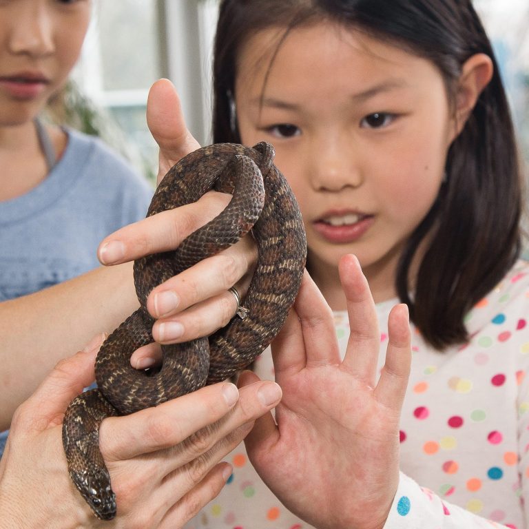Hands-holding-snake-showing-girl