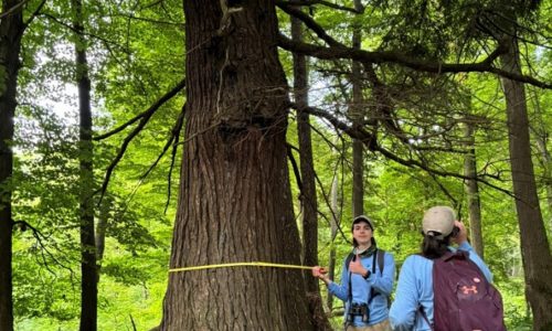 Hemlock Tree - Legacy Tree Measuring 91cm in diameter Hemlock Tree - Legacy Tree Measuring 91cm in diameter