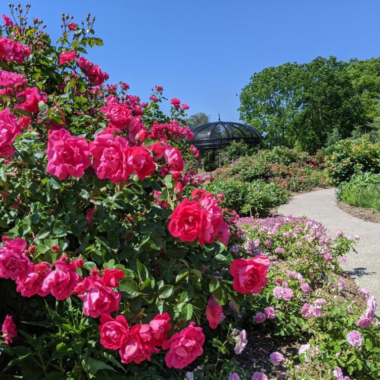 Roses in bloom at Hendrie Park with gazebo is the background