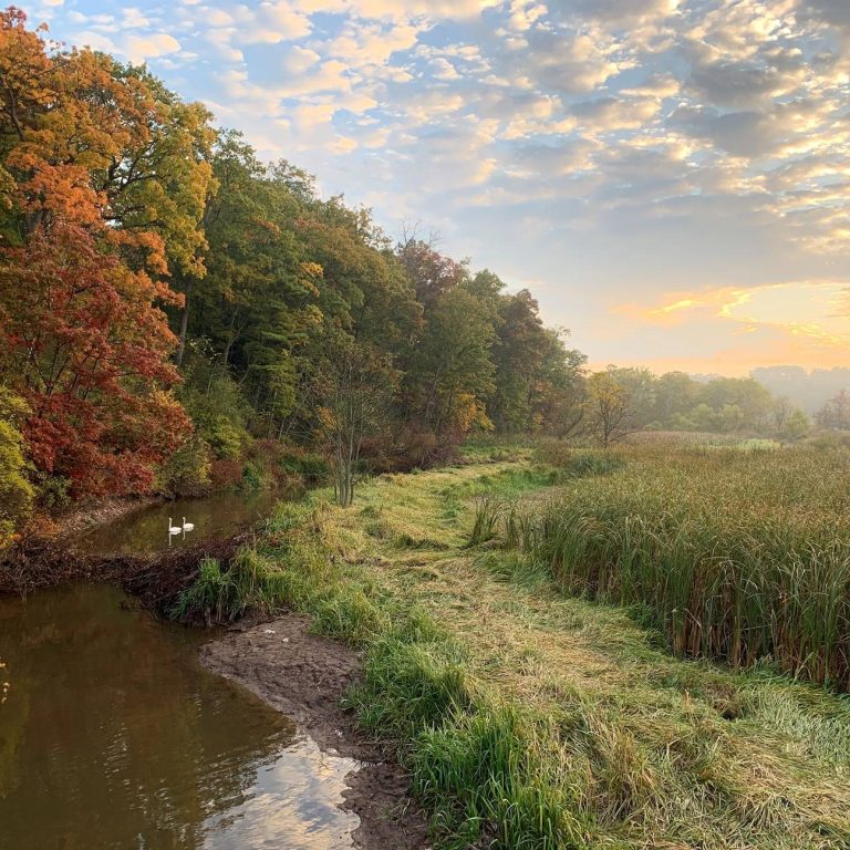 View of Hendrie Valley in the fall at sunrise, two swans floating on the winding grindstone creek.