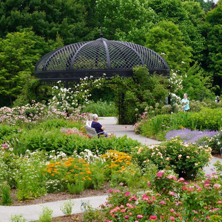 Lavender, butterflyweed, and coneflowers in bloom amongst the Roses