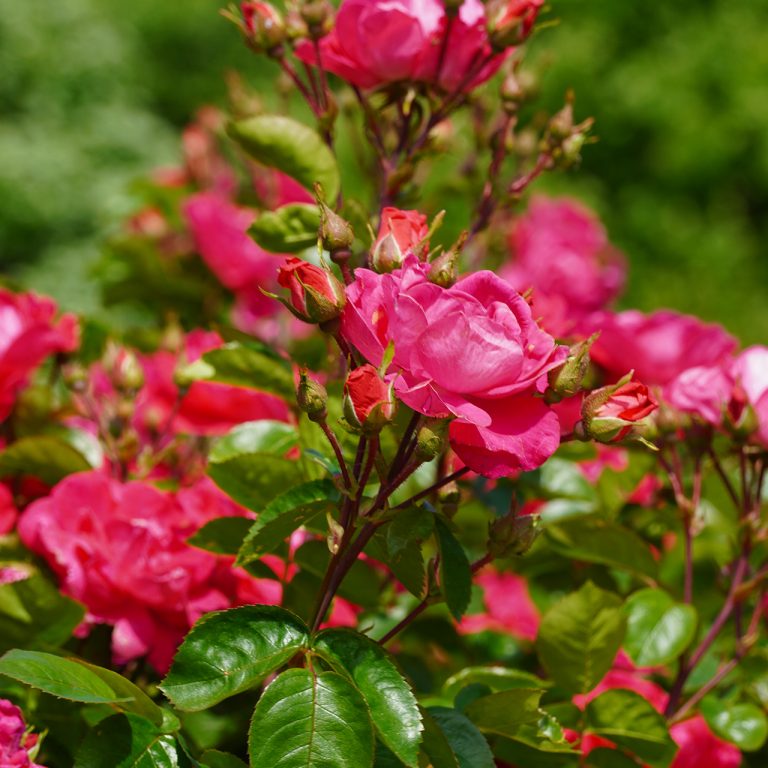 Grouping of fuscia garden roses