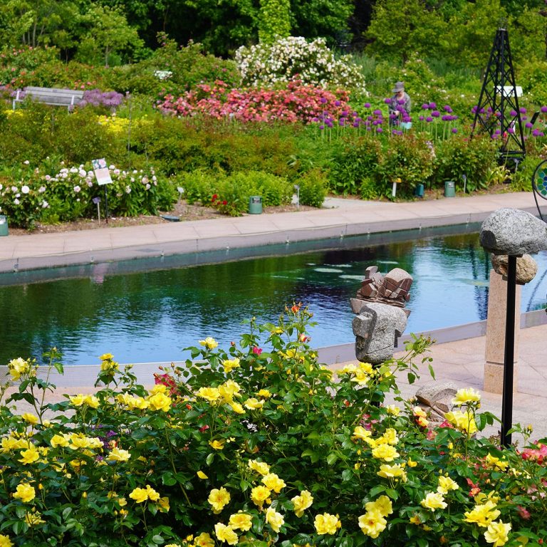 looking across the reflecting ponds in the cenre of the Rose Garden, flanked by roses of all colours in peak bloom