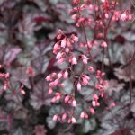 Huchera Coral Bells
