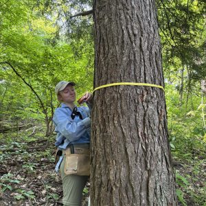 2024 Hemlock Tree Survey Staff member in a forest measuring the diameter of a large tree trunk with a yellow measuring tape.