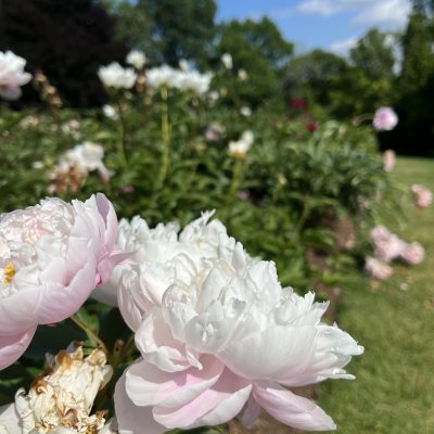 Peony - Royal Botanical Gardens