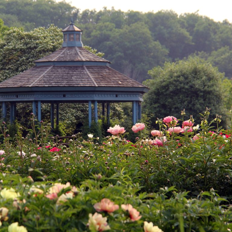 Peony collection in bloom in front of the Laking Garden gazebo
