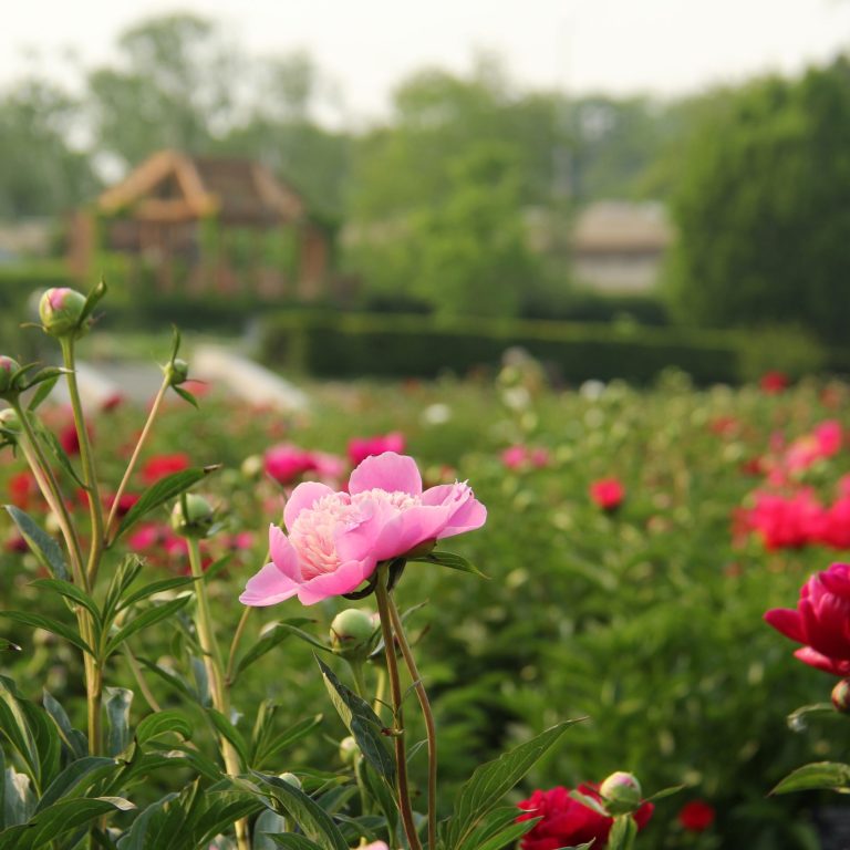 peonies beginning to bloom at Laking Garden with the upper terrace lookout structure in the background