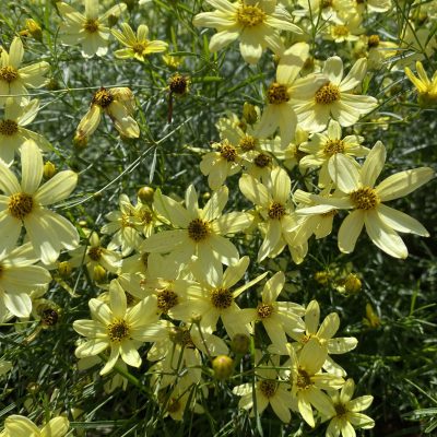 Top 5 Long Blooming Perennials to Try This Summer - Royal Botanical Gardens