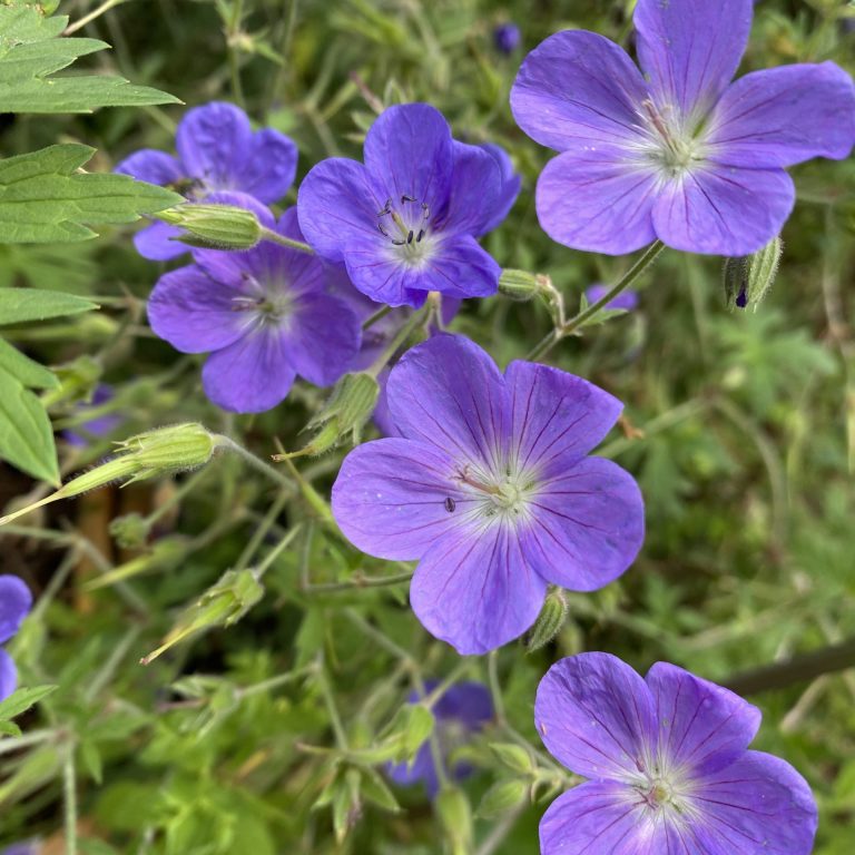 glowing violet blue, saucer-shaped flowers with distinctive white eyes and reddish-purple veining are held above mounds of deep green foliage