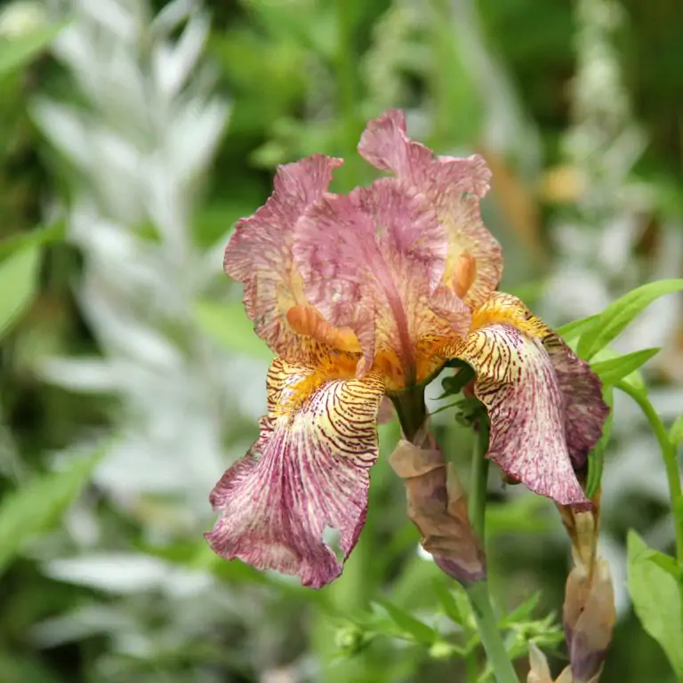 iris with standards and falls with white ground red/pink stitch and a golden beard