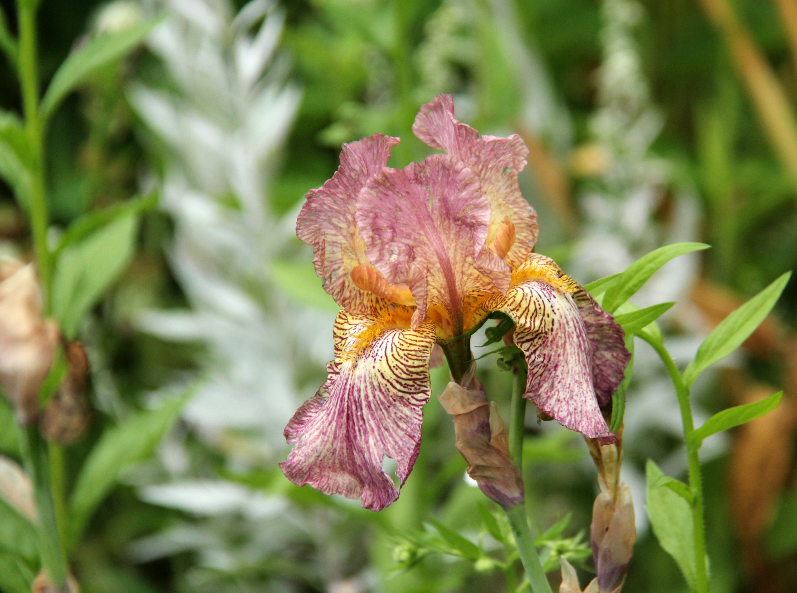 The Life of a Canadian Iris Royal Botanical Gardens