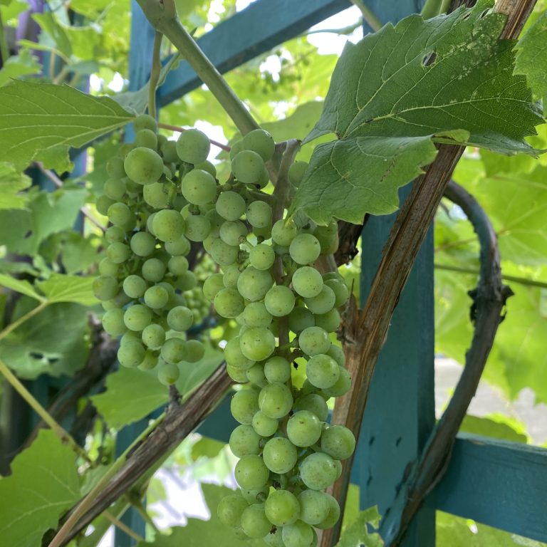 green grapes growing on a vine and trellis