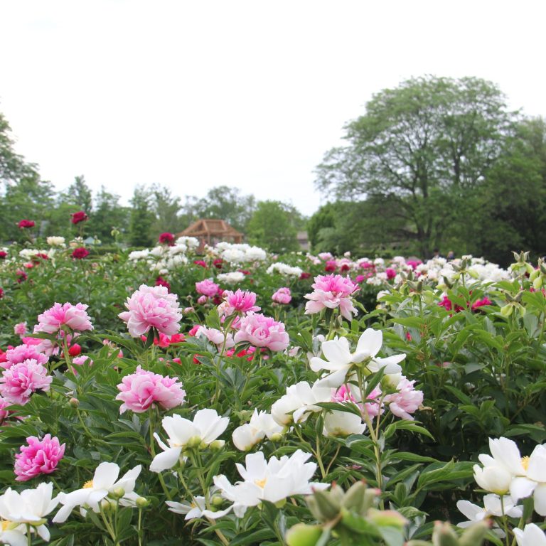 View of the lower terrace peony collection. Range of white, pink, and maroon peonies.