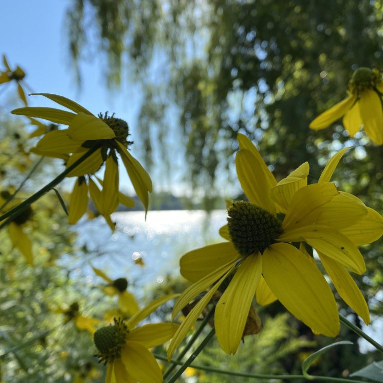 Yellow coneflower by the waters edge of Cootes Paradise