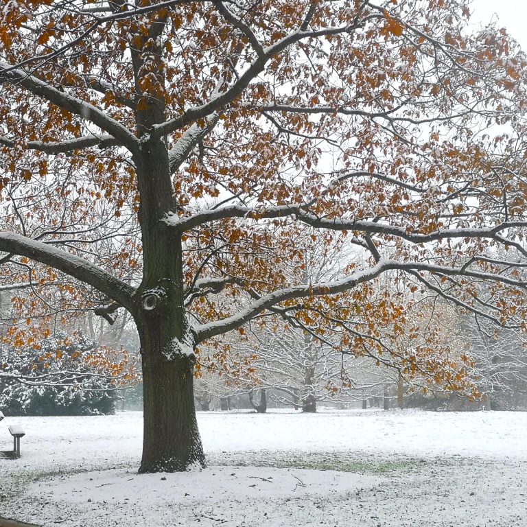 Light blanket of snow across the arboretum