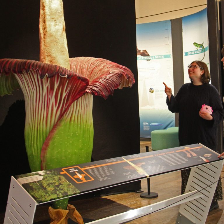 two visitors looking at the corpse flower model in the exhibit