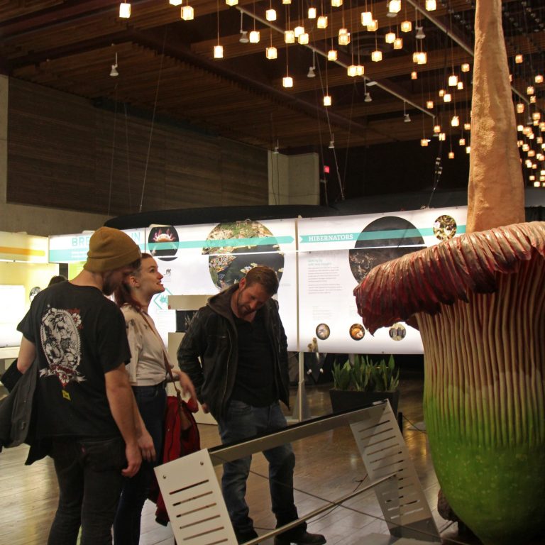 Group of three adults reading an exhibit panel about Corpse Flowers