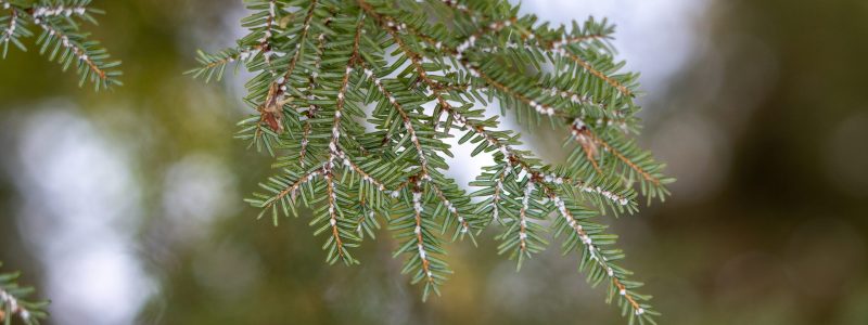 Eastern Hemlock with HWA - Hickory Valley Trail Close up of the underside of a Hemlock tree branch that shows HWA egg sack infestation, which look like clusters of tiny cotton balls.