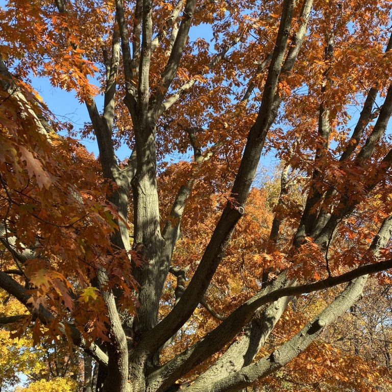Tall oak tree with burnt orange leaves