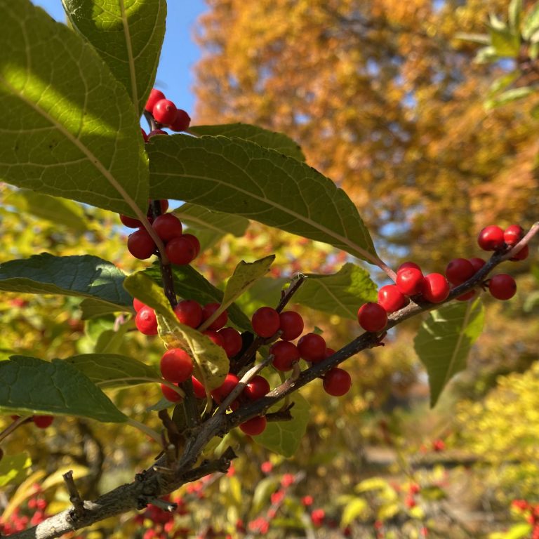 Deciduous holly winterberry shrub with clusters of small red fruit along the stems