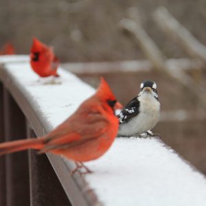 Cardinals and Woodpecker - Hendrie Valley Cardinals and woodpecker on bridge railing waiting for food