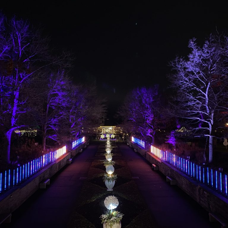 Tube lights lining Oak Allee in Hendrie Park during Winter Wonders