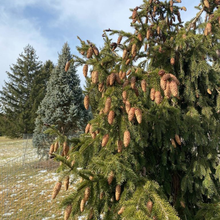 Norway spruce tree with many cones