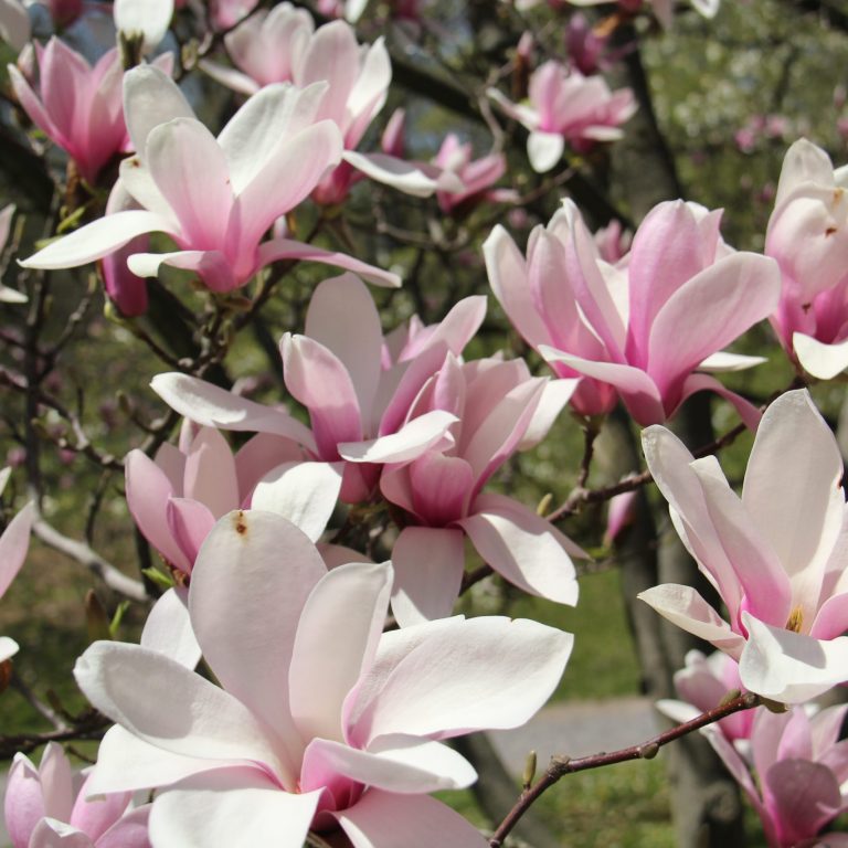 large white and pink magnolia blossoms