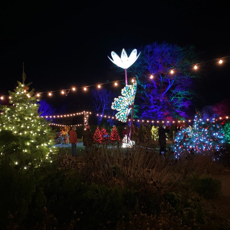 The Global Garden decorated with christmas lights and displaying many different types of christmas trees
