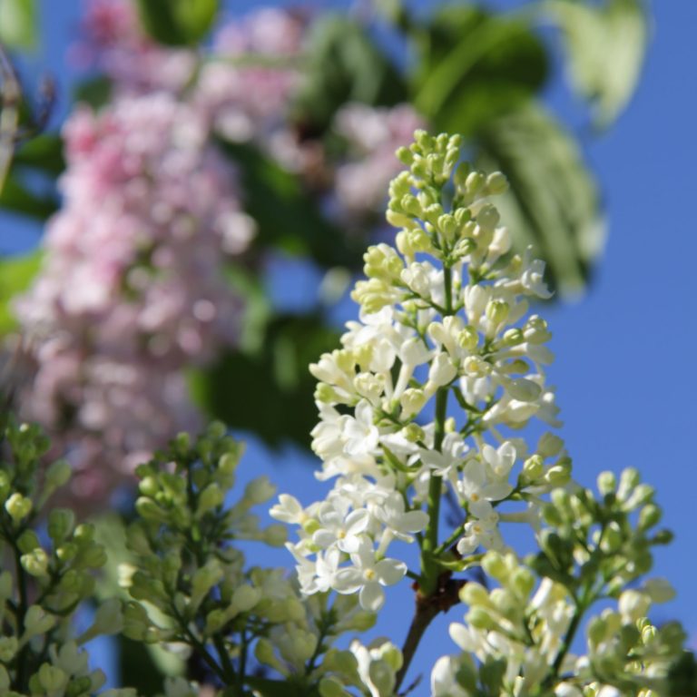 white lilacs beginning to bloom