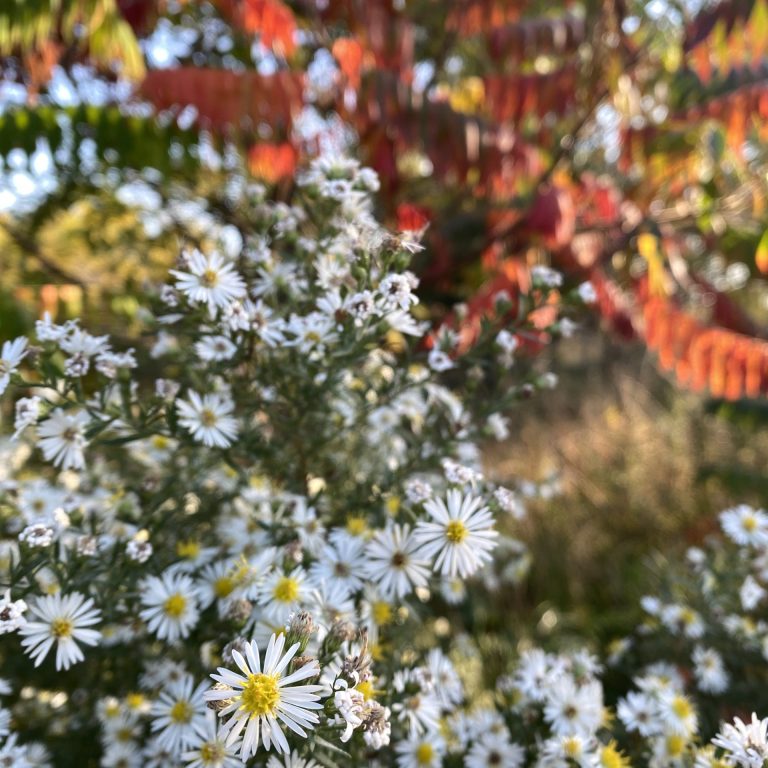 White asters and sumac tree with deep red fall colours