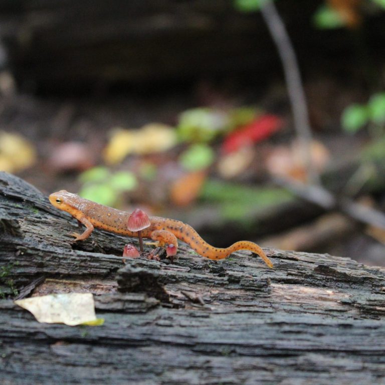 bright red to orange salamander with two rows of black bordered spots