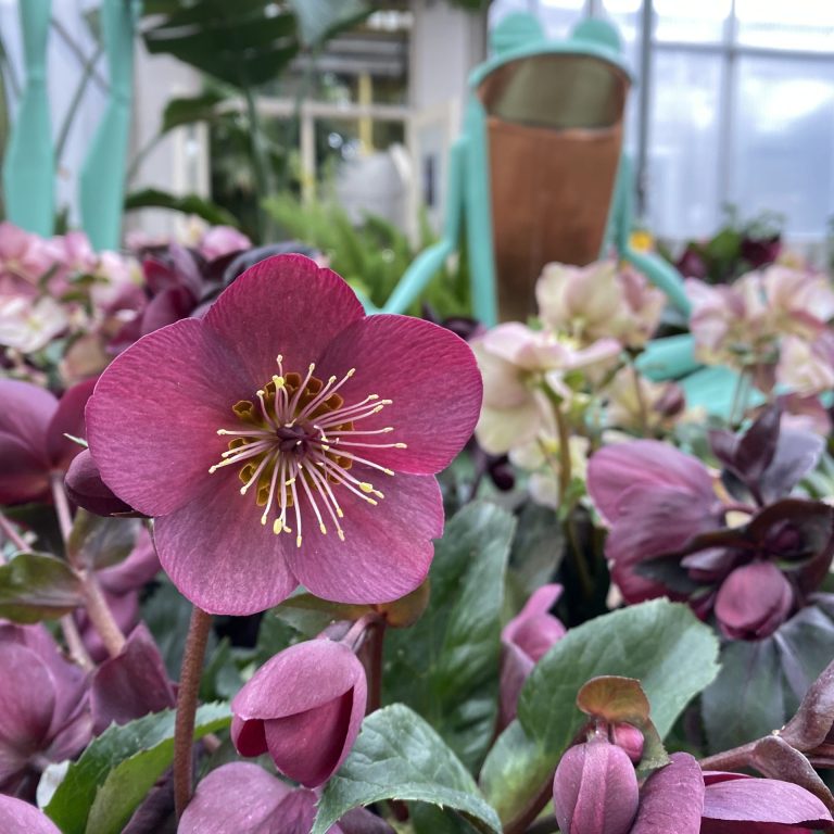deep pink hellebore flowers with a painted bronze frog status at the centre of the display bed