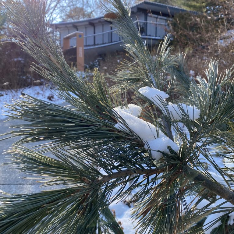 limber pine branch covered in snow