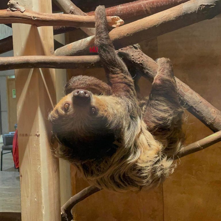 Sloth hanging from tree branches in exhibit enclosure