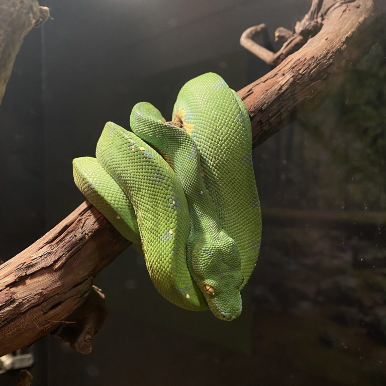 Green snake wrapped tightly around a tree branch