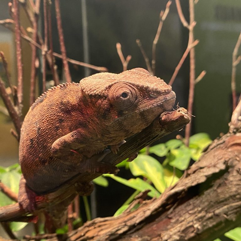 brown chameleon resting on tree branch