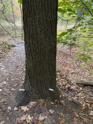 Hemlock Tree with TreeAzin injections Hemlock Tree with TreeAzin injections