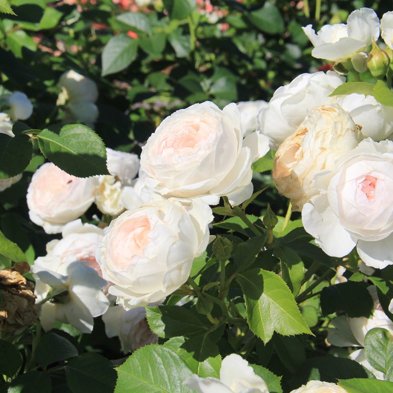 Large grouping of light pink, almost white garden roses, very delicate blooms
