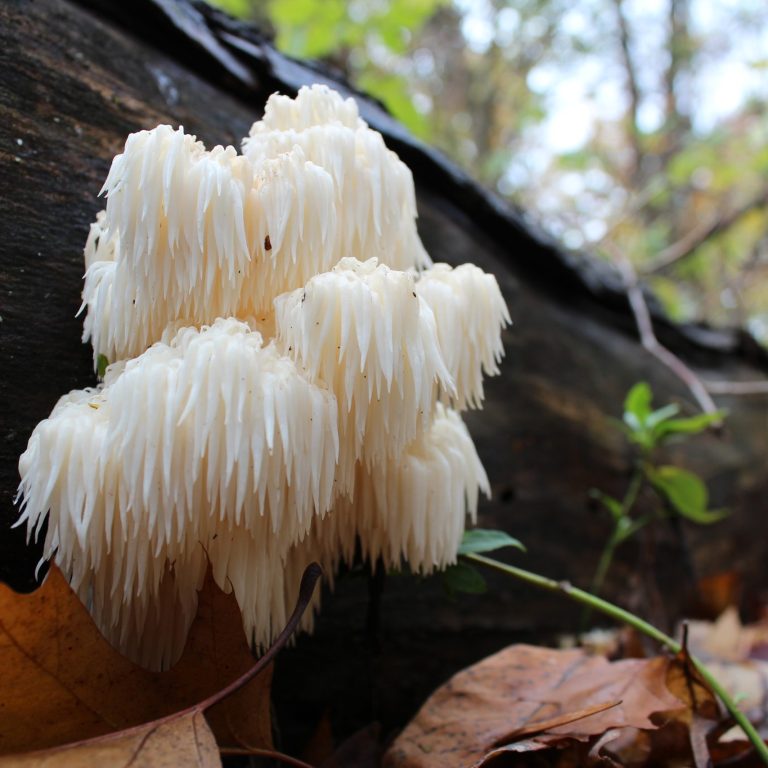 Lion's mane mushroom growing out from the bottom of a fallen tree