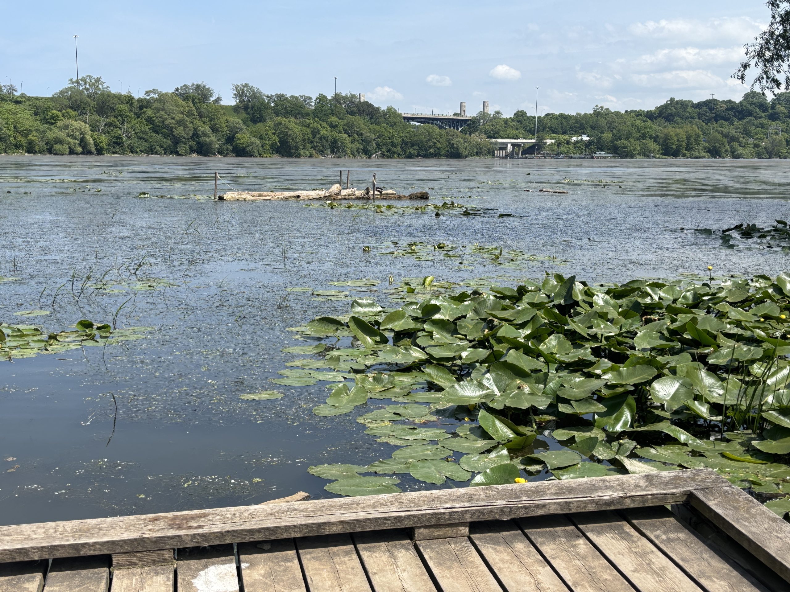 Cootes Paradise - Waterlilies - Anishinaabe waadiziwin Photo of lilypads growing in the water just off the boardwalk along the Anishinaabe trail at Cootes Paradise Marsh
