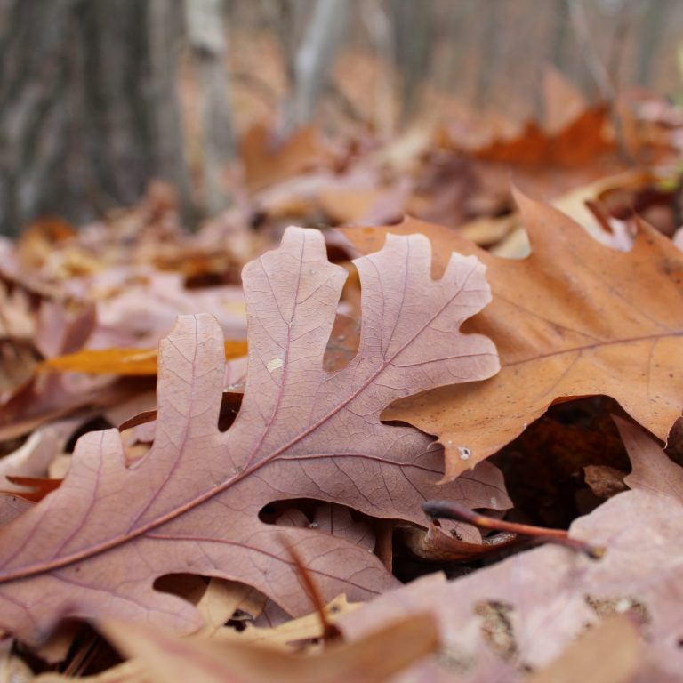 brown leaves on the forest floor
